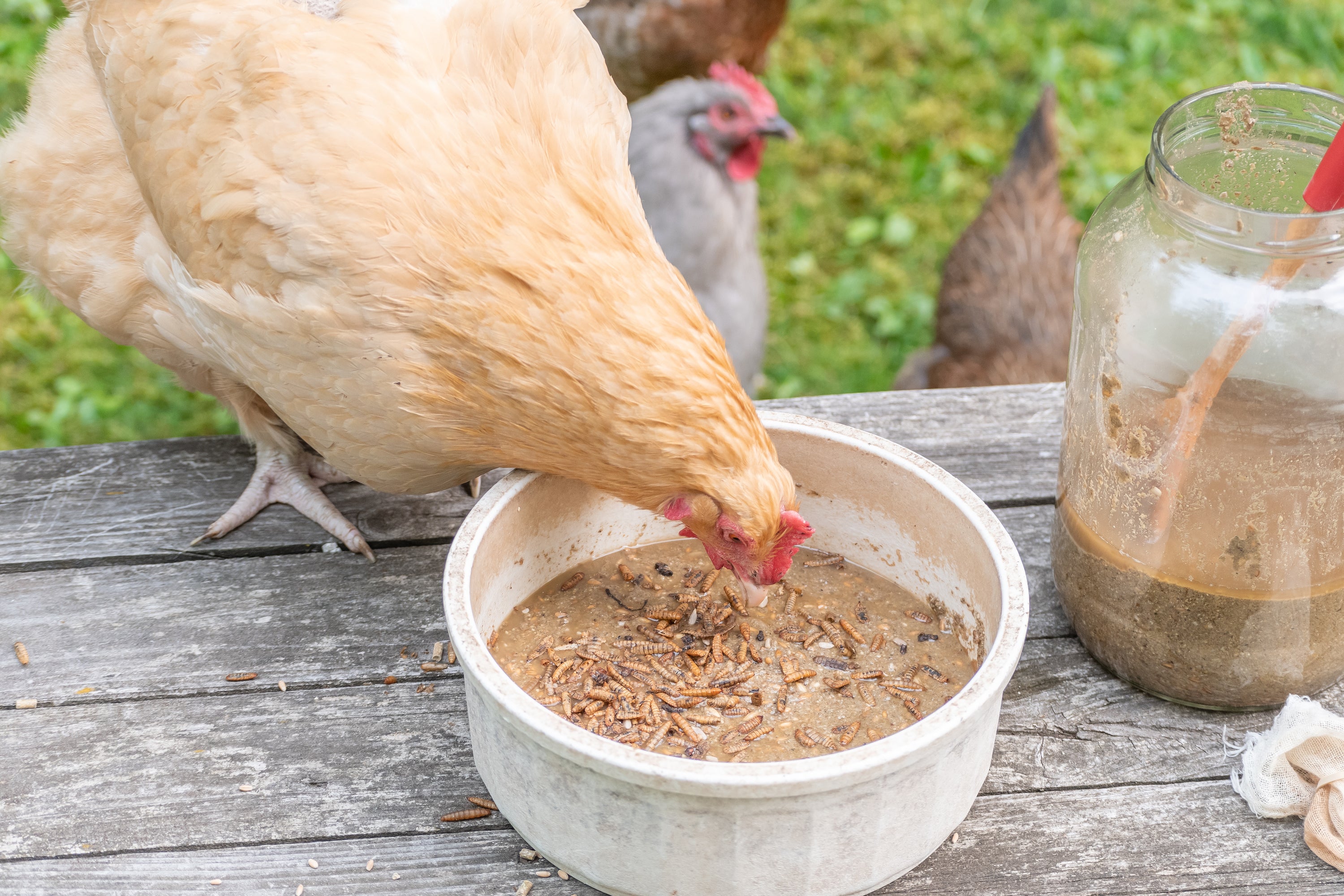 How to Ferment Chicken Feed for Healthier Hens