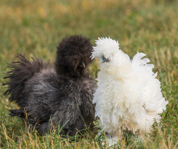 Rooster vs. Hen: Know Before They Crow - Backyard Poultry