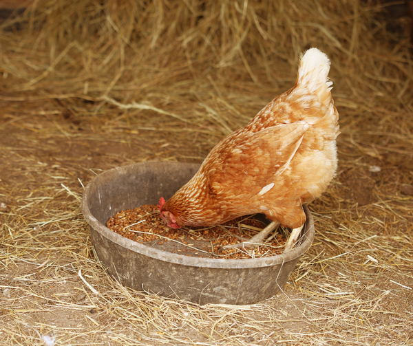 Hen eating its current feed