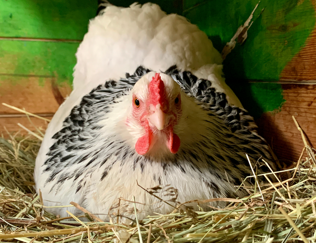 How to Hatch & Raise Using a Broody Hen