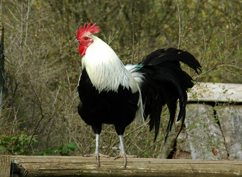 How to Identify a Rooster vs Hen