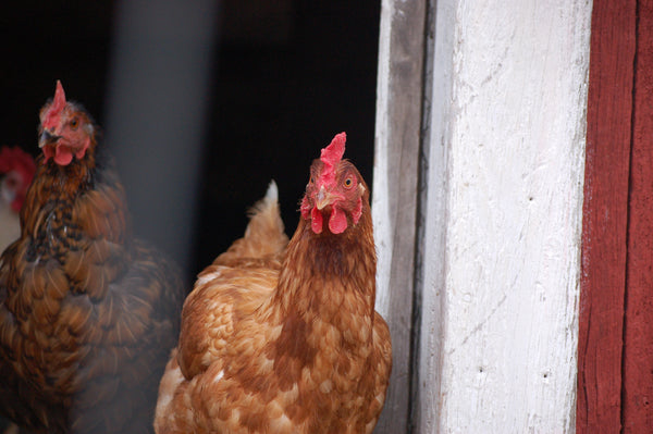 Storing and Preserving Chicken Eggs