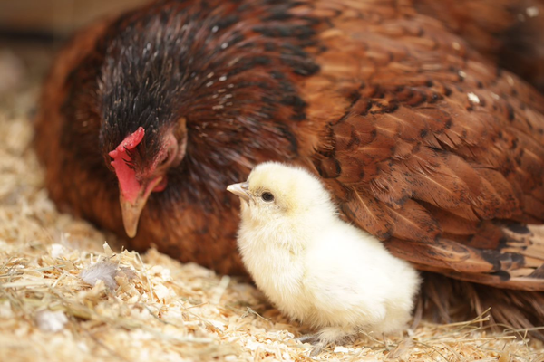 Raising Chicks with Mother Hen - Backyard Poultry