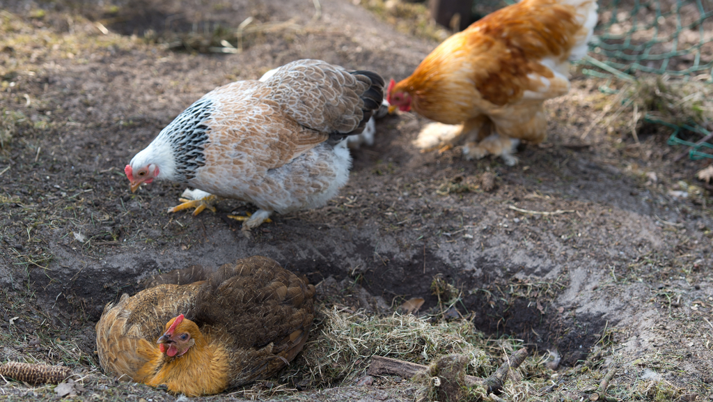 Chicken Dust Baths: Why & How to Build One