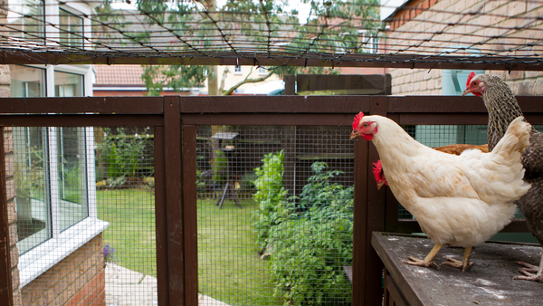 How to Prep Your Chickens for a Hurricane & Other Severe Weather Event