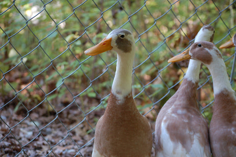 Geese vs. Ducks (and Other Poultry) - Backyard Poultry