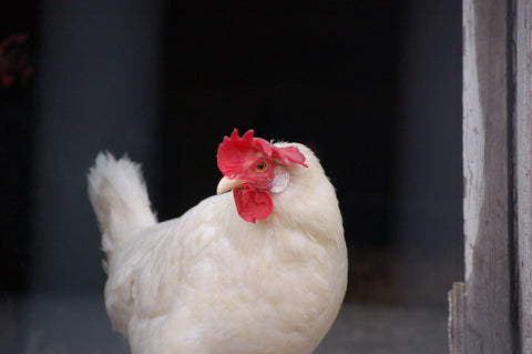 Five Tips for Free-Ranging Chickens