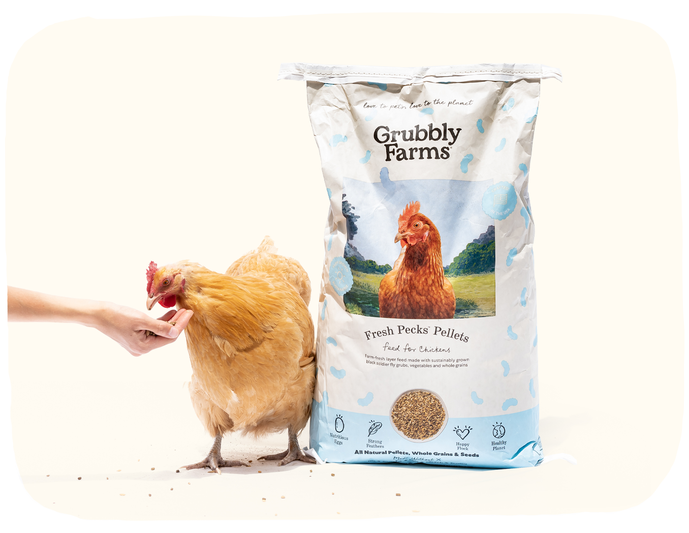 A chicken eating from a person's hand beside a bag of chicken feed.