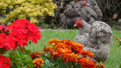 A Guide to Chickens & Gardening