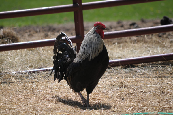 A rooster looking off into the distance, showing off his feathers and comb