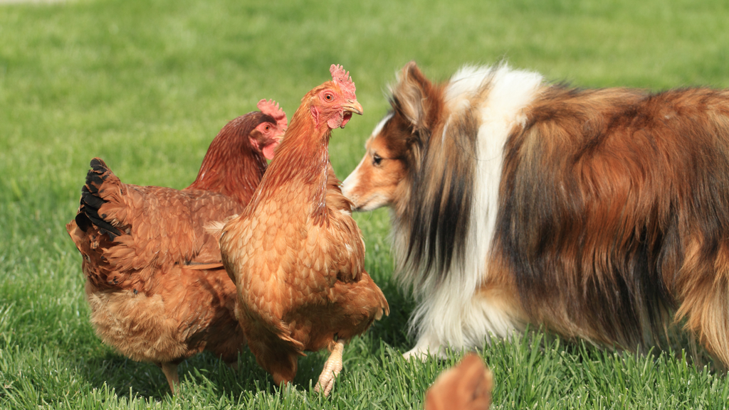 A Collie dog meeting full-grown chickens