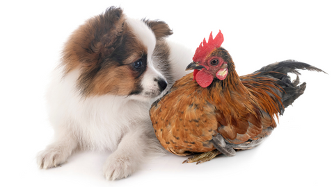 A puppy meeting a hen
