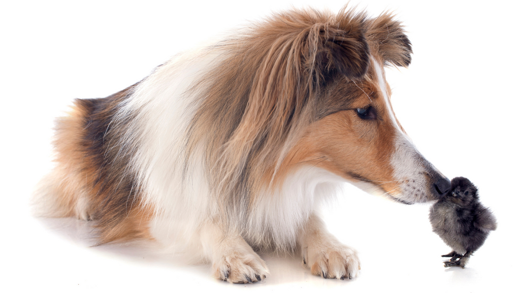 A collie dog meeting a chick