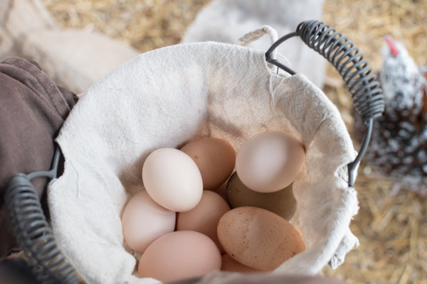 Every Chicken Coop Should Have a Good Egg Basket