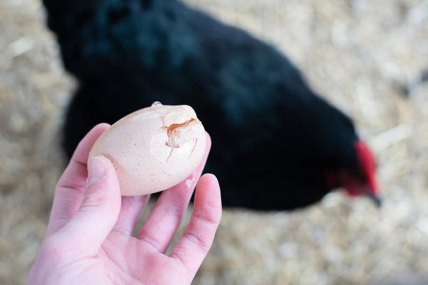 Animal House Wooden Decoy Chicken Nesting Eggs White Training Eggs