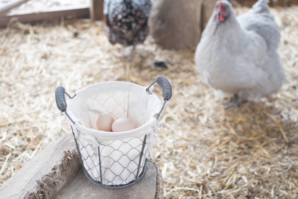 Five Tips for Free-Ranging Chickens