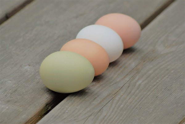 Why are eggs different colors? - AgriLife Today