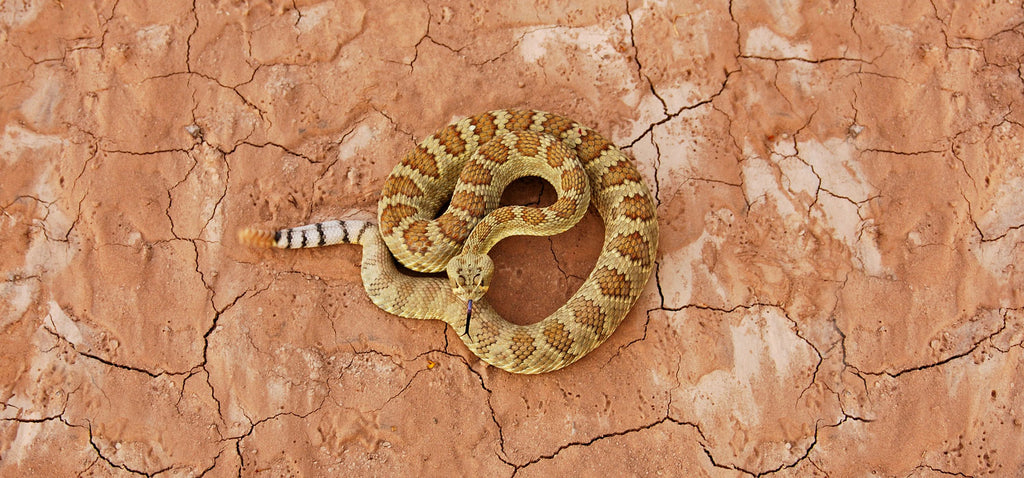 How a Snake Can Get Into Your Home Through Your Toilet — Best Life