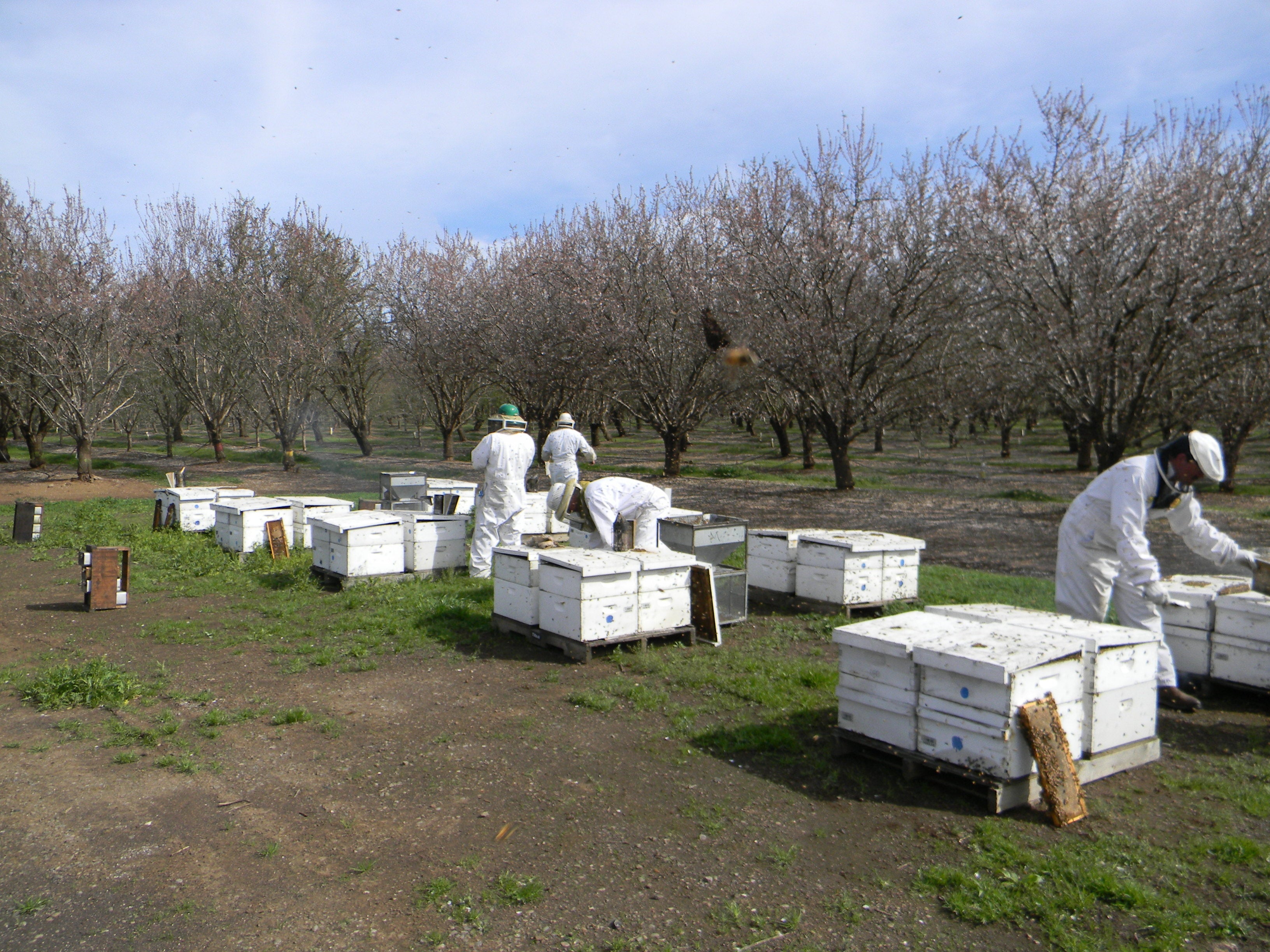 beekeepers at work