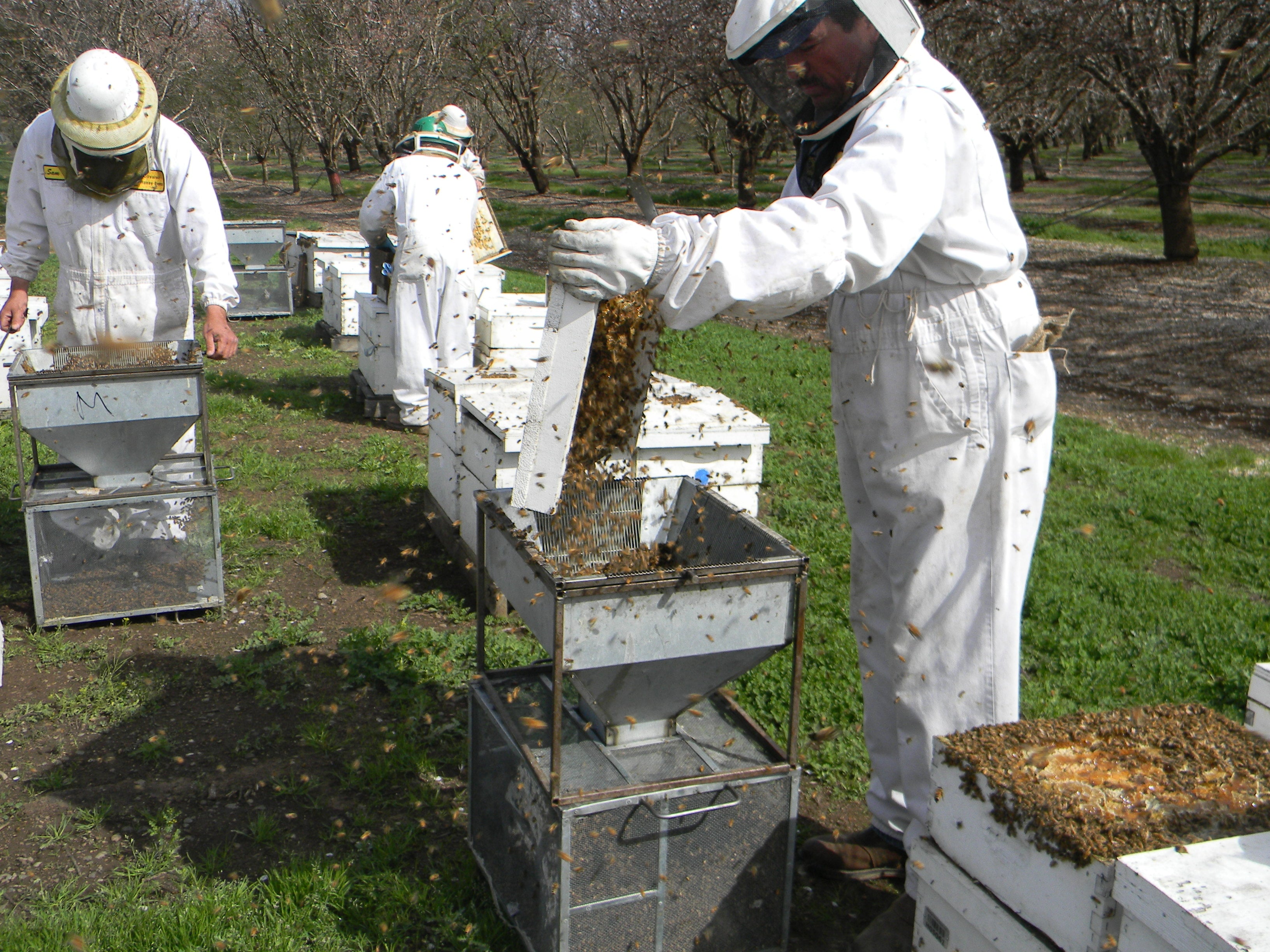 closeup of beekeepers at work