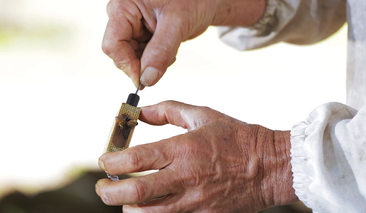 closeup of a beekeepers hands holding a queen cage