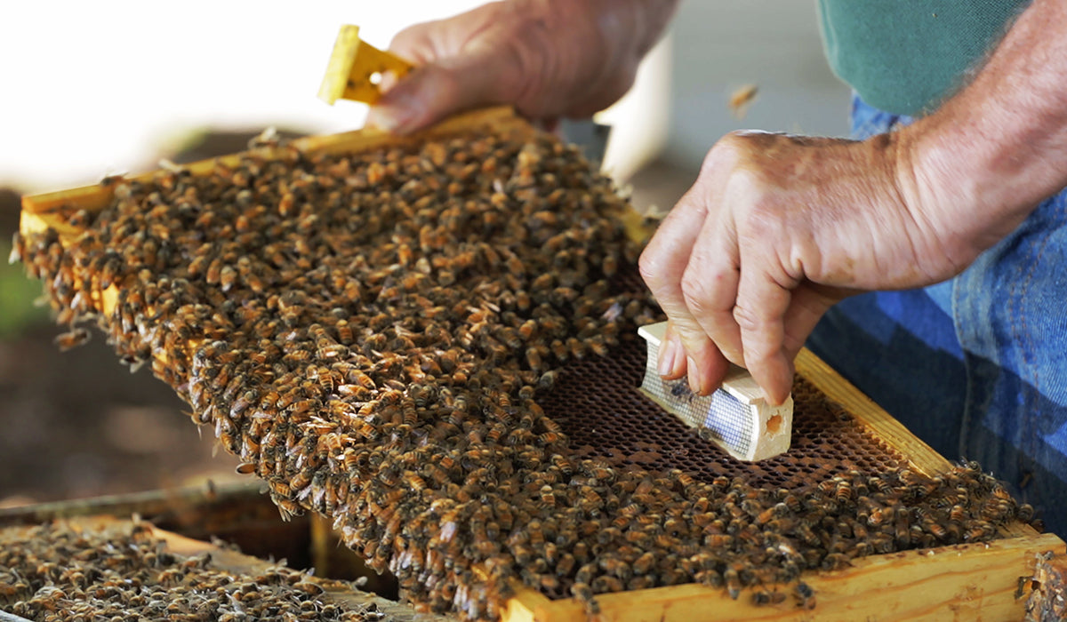 pushing the queen cage into the frame