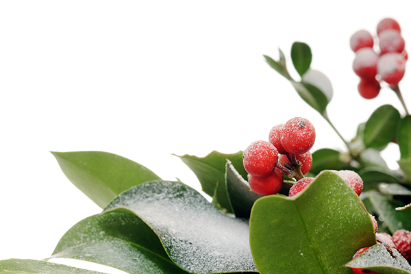 Holly Branches & Berries