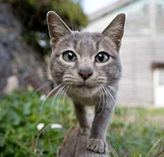 A cat with its nose up to the camera