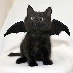 A black kitten with bat wings