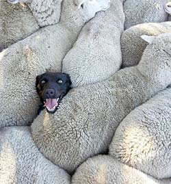 A dog's head poking out from in between sheep