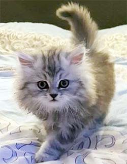 A very fuzzy kitten