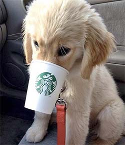 A puppy with his nose in a coffee cup