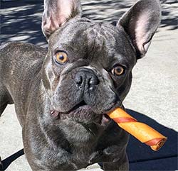 A dog holding a chew treat in his mouth like a cigar