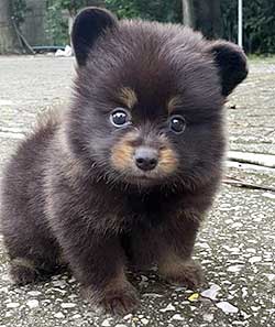 A tiny puppy that looks like a bear