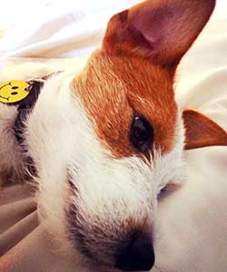 Dog laying in bed with a smiley face pet tag on