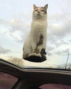 View of a cat sitting on a sun roof from inside the car