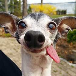 A funny looking dog with its tongue hanging out the side of its mouth