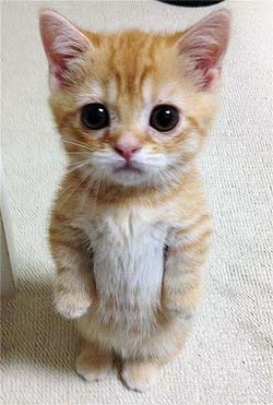An orange kitten standing on its hind legs.