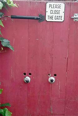 Dogs peeking through doggy peep holes in a gate.