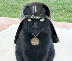 A black cat with a Darth Vador hat.