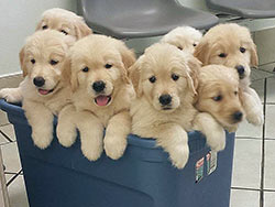 6 puppies in a bucket