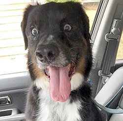 Very excited dog in the car.