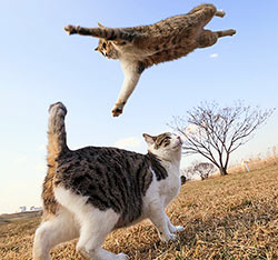 A cat flying in the air over a startled cat.