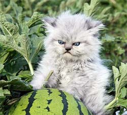 Grumpy cat in a watermelon patch
