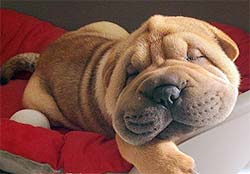 Wrinkly faced puppy