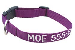 Purple adjustable collar embroidered with a name and phone number