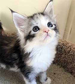 A cute short kitten.