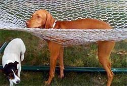 A dog whose legs have slipped through the holes in the hammock.