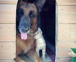 A large dog and kitten snuggling in a dog house.