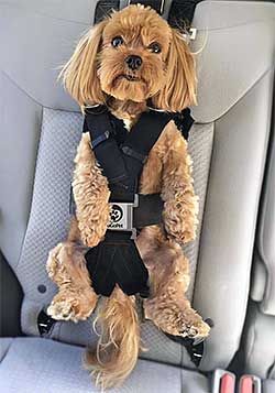 A small dog fastened into a child car seat.